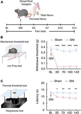 Up-regulation of LCN2 in the anterior cingulate cortex contributes to neural injury-induced chronic pain